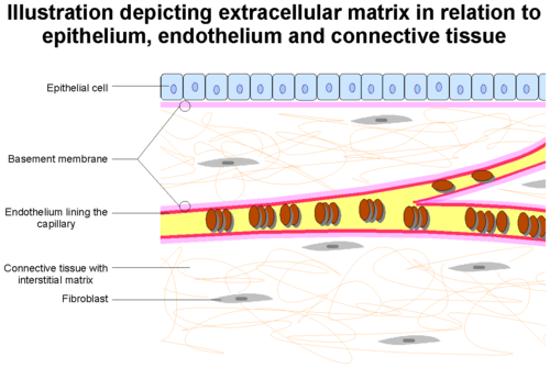 Extracellular matrix